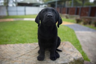 A black Labrador puppy sitting.
