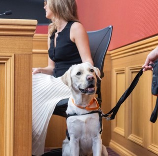 A Therapy Dog sitting in court.