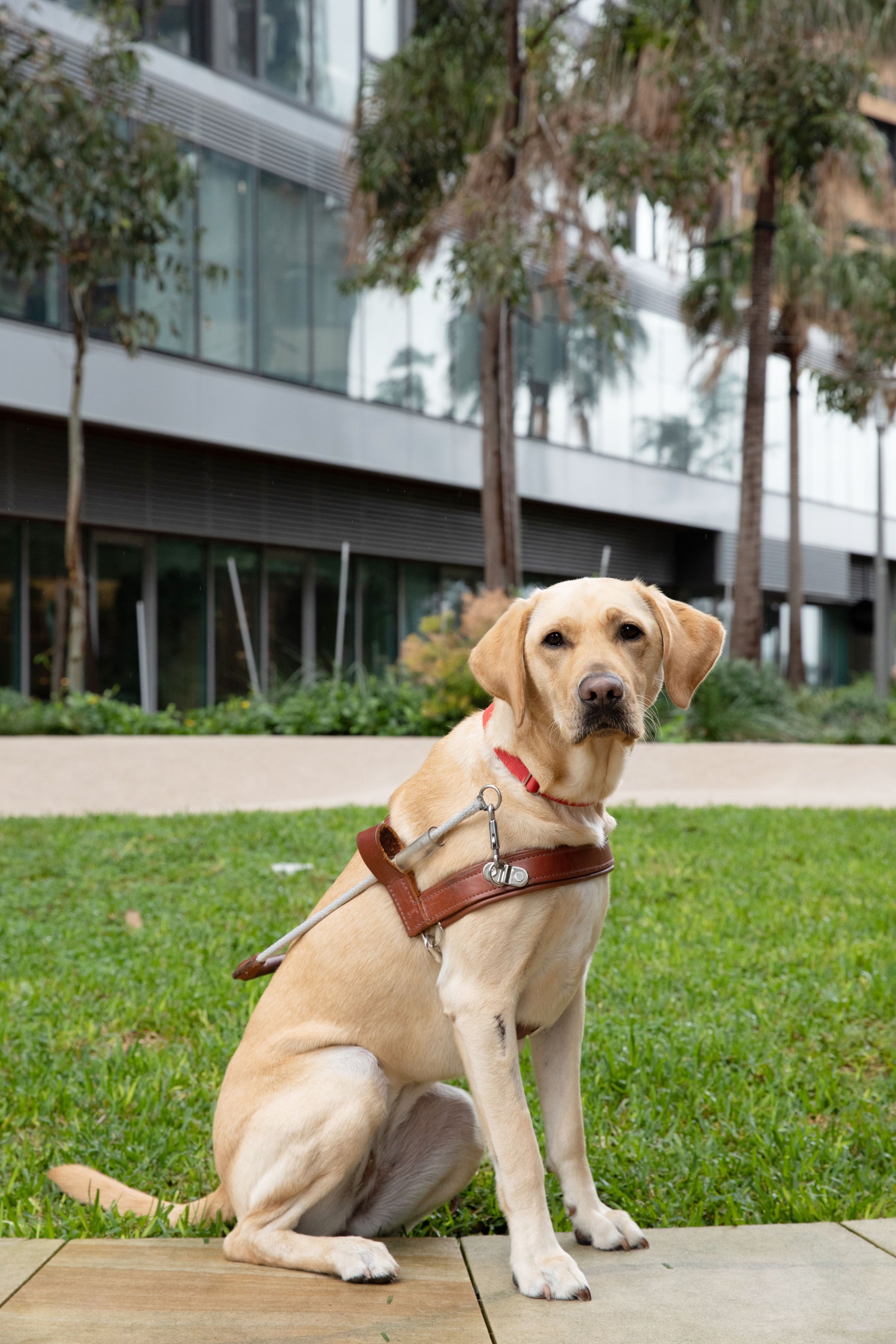 Yellow Labrador Lorraine sitting in harness.