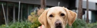 Yellow Labrador Lorraine sitting in harness.