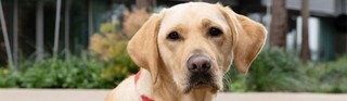 Yellow Labrador Lorraine sitting in harness.