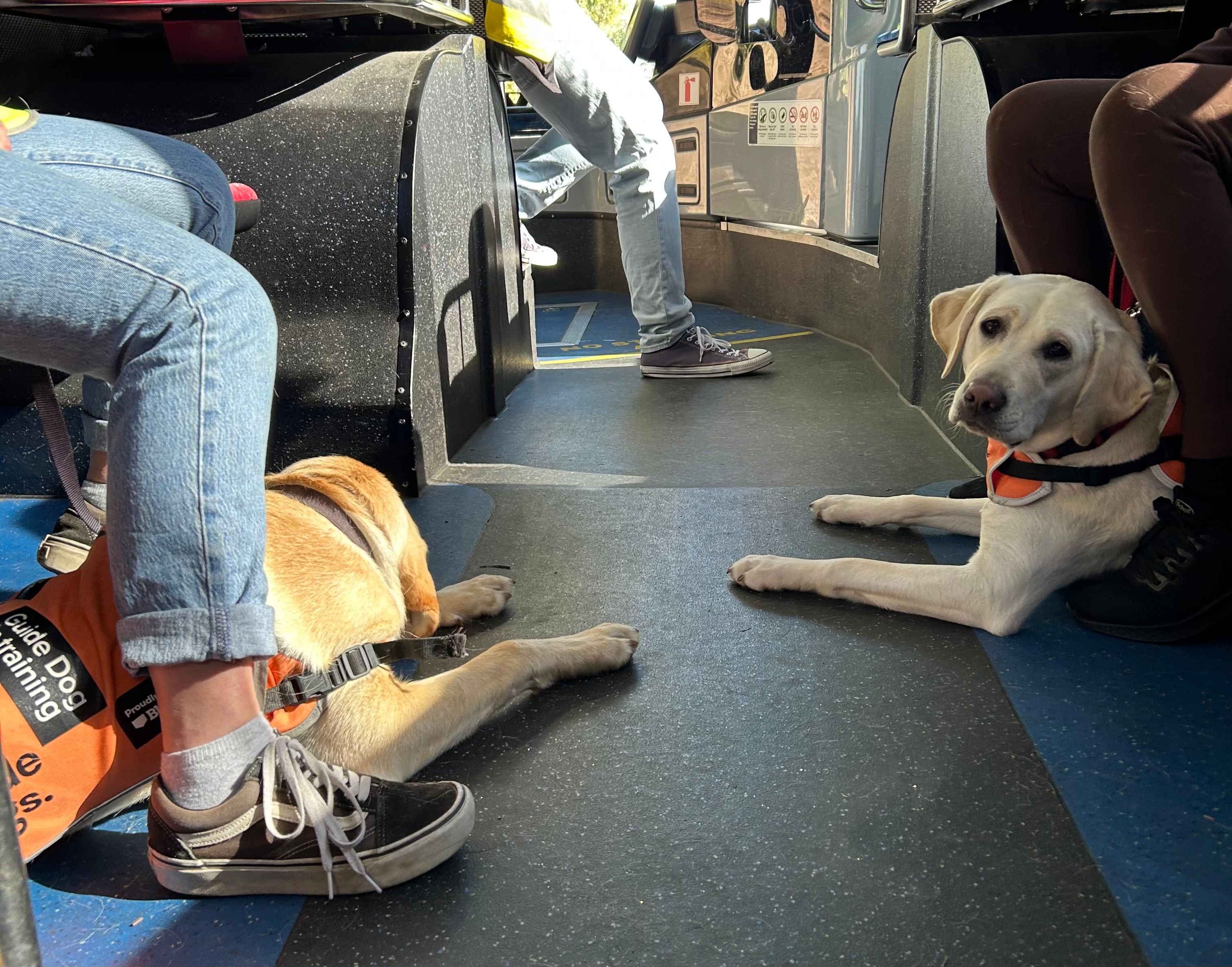 The aisle of a bus with two Labradors in harness lying under the seats. One Labrador is looking back at the camera. 