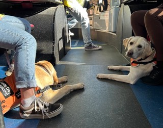 The aisle of a bus with two Labradors in harness lying under the seats. One Labrador is looking back at the camera.