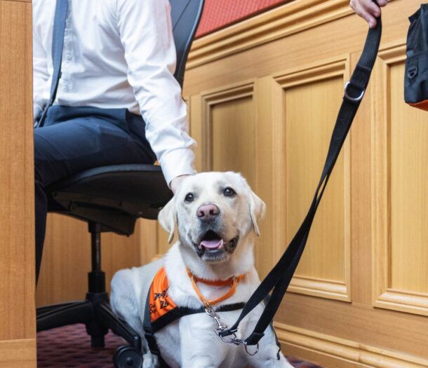 A yellow Labrador laying down in court.