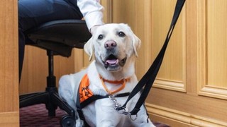 A yellow Labrador laying down in court.