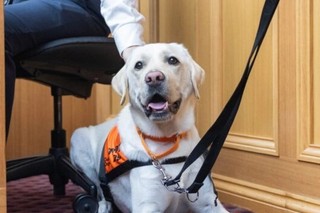 A yellow Labrador laying down in court.
