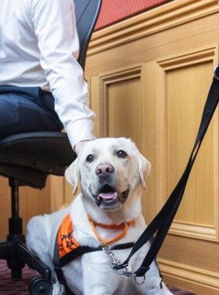A yellow Labrador sitting in court.