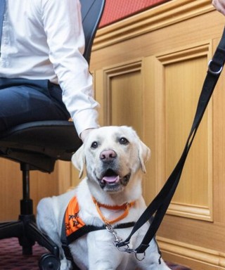 A yellow Labrador sitting in court.