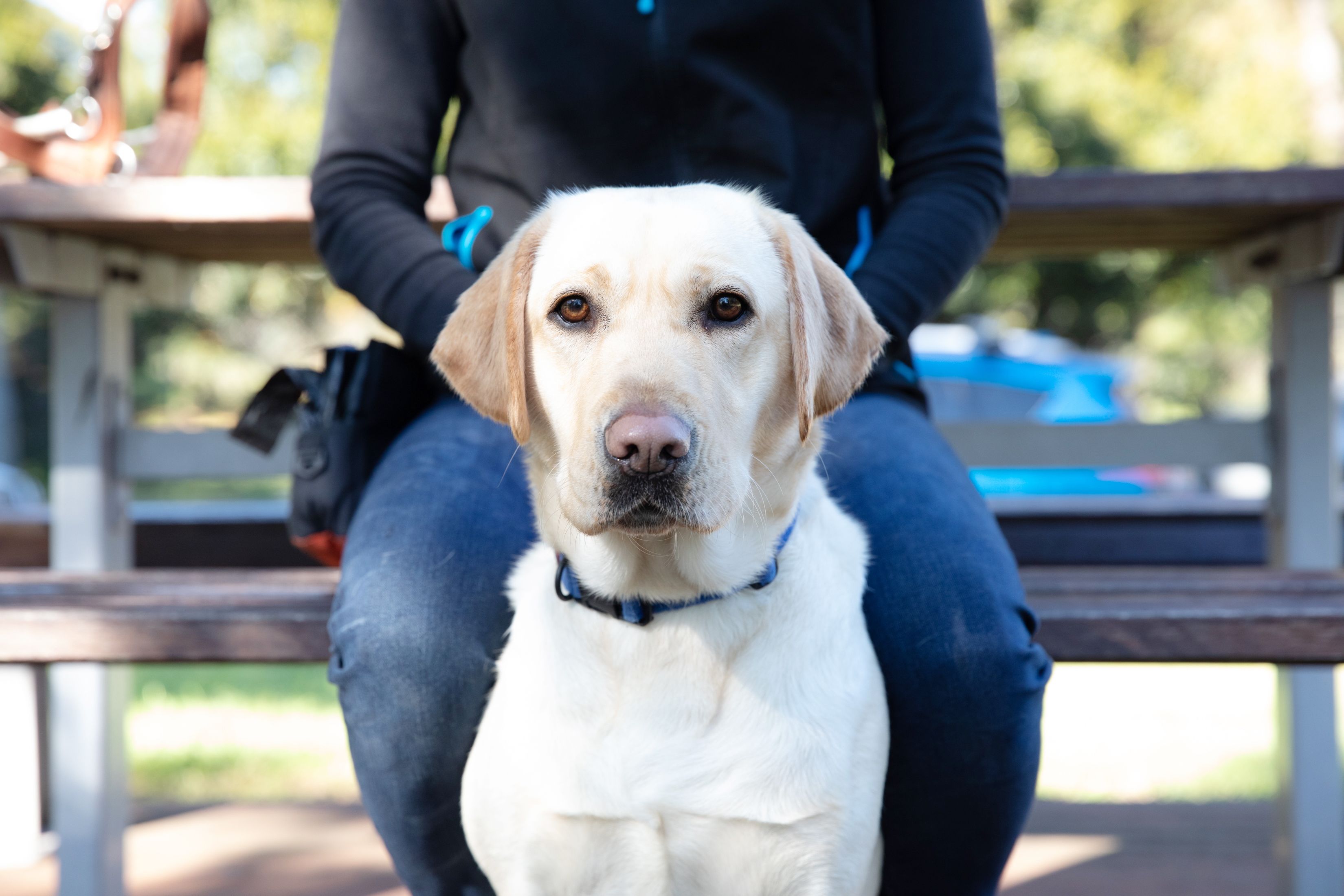 Yellow Labrador dog Zawadi sitting.