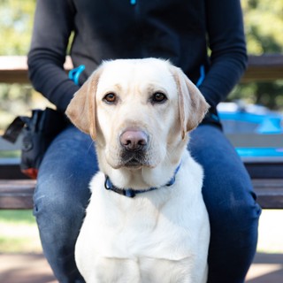 Yellow Labrador dog Zawadi sitting.