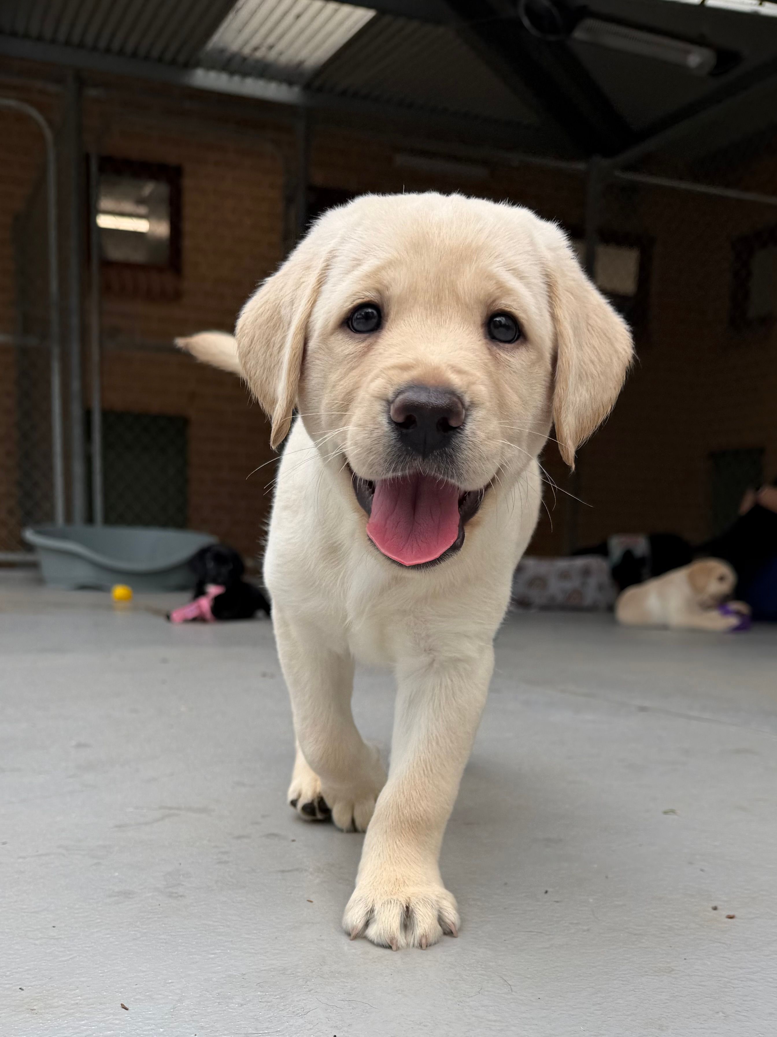 A yellow Labrador puppy walking. 