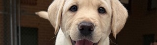 A yellow Labrador puppy walking.