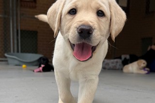 A yellow Labrador puppy walking towards the camera.