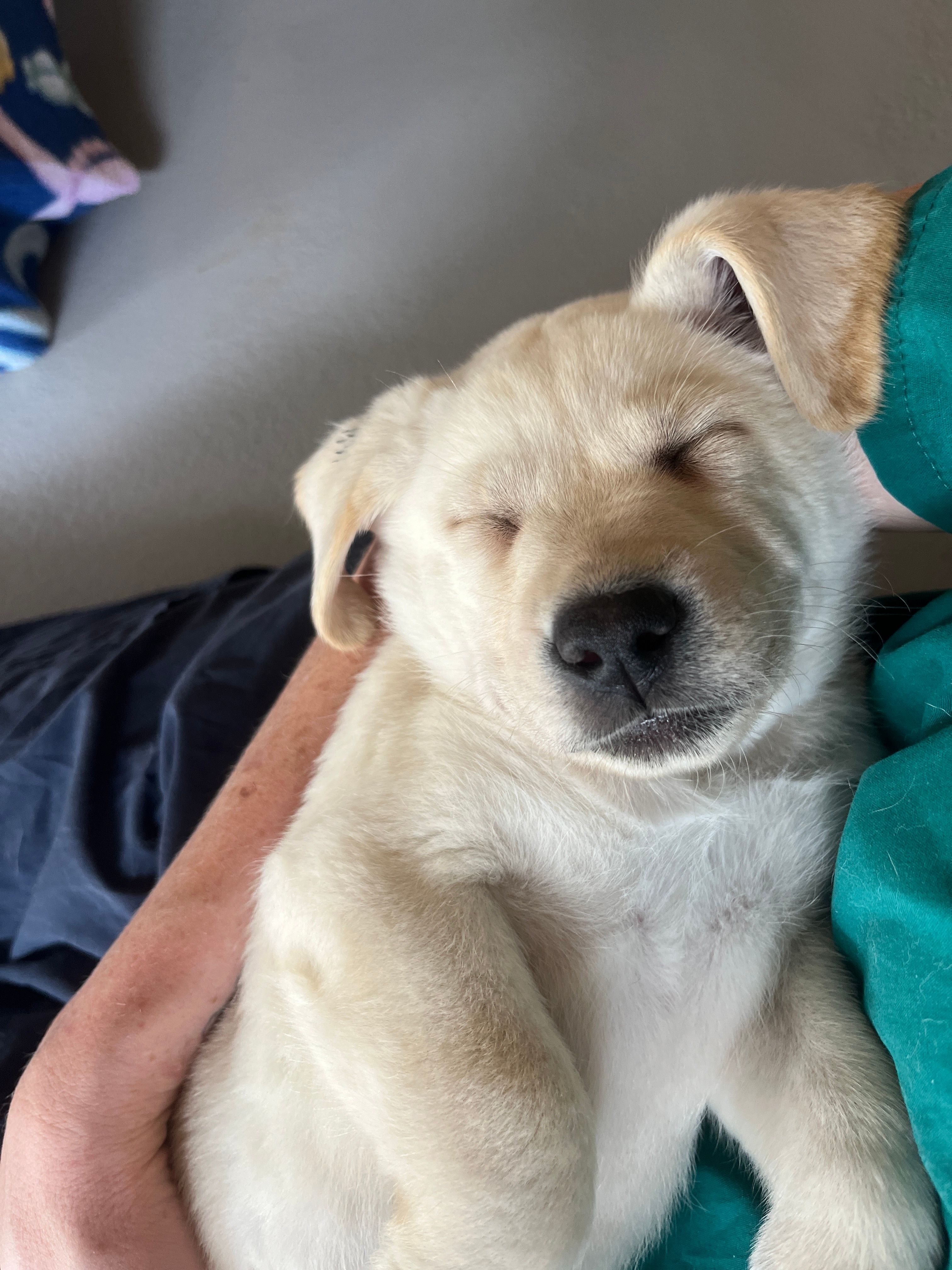 A yellow Labrador puppy asleep.