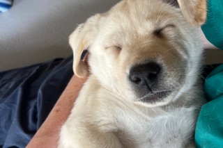 A yellow Labrador puppy asleep.