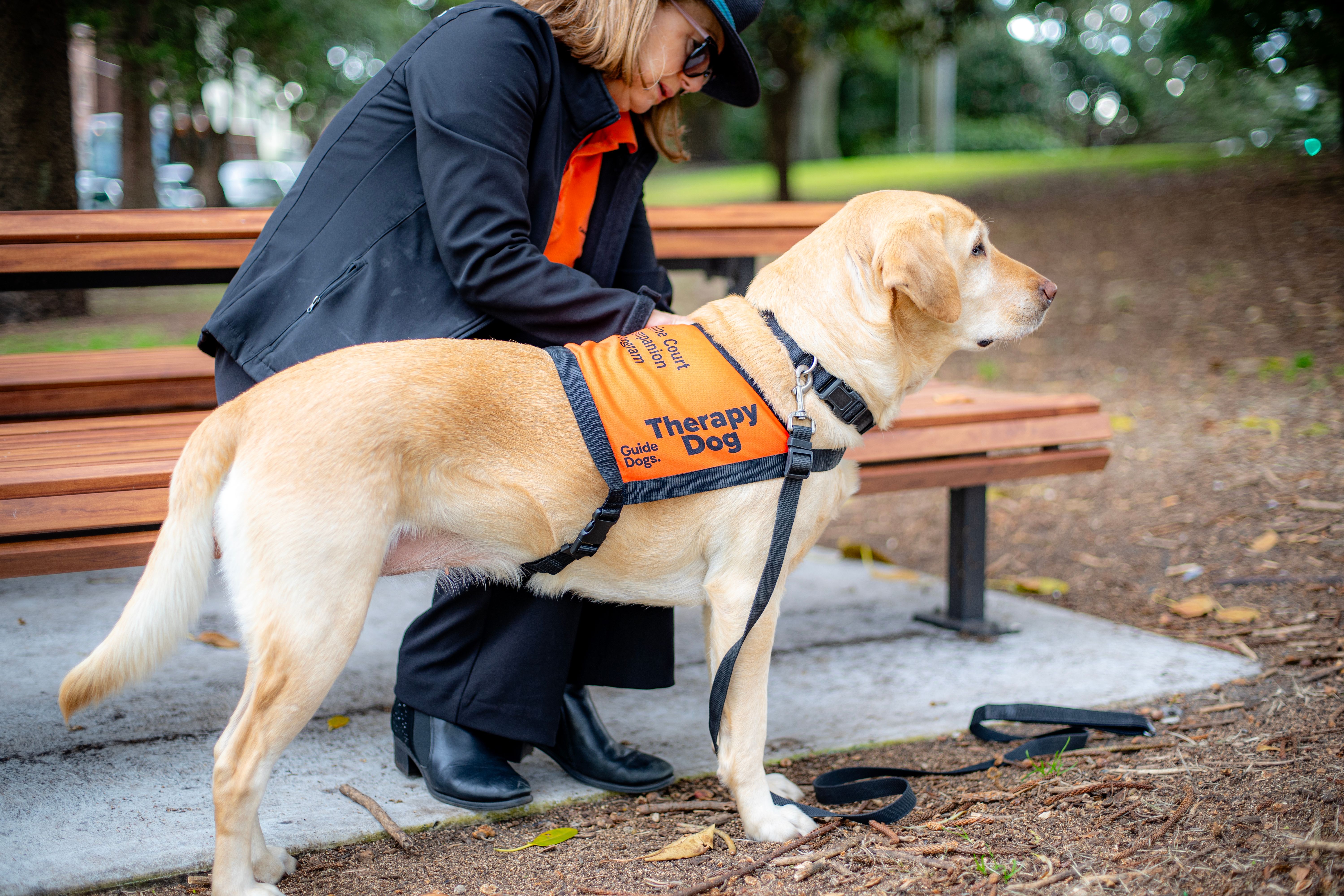 A yellow Therapy Dog in their coat.