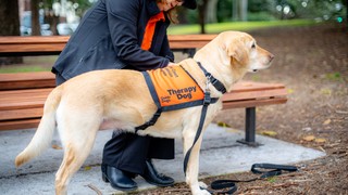 A yellow Therapy Dog in their coat.
