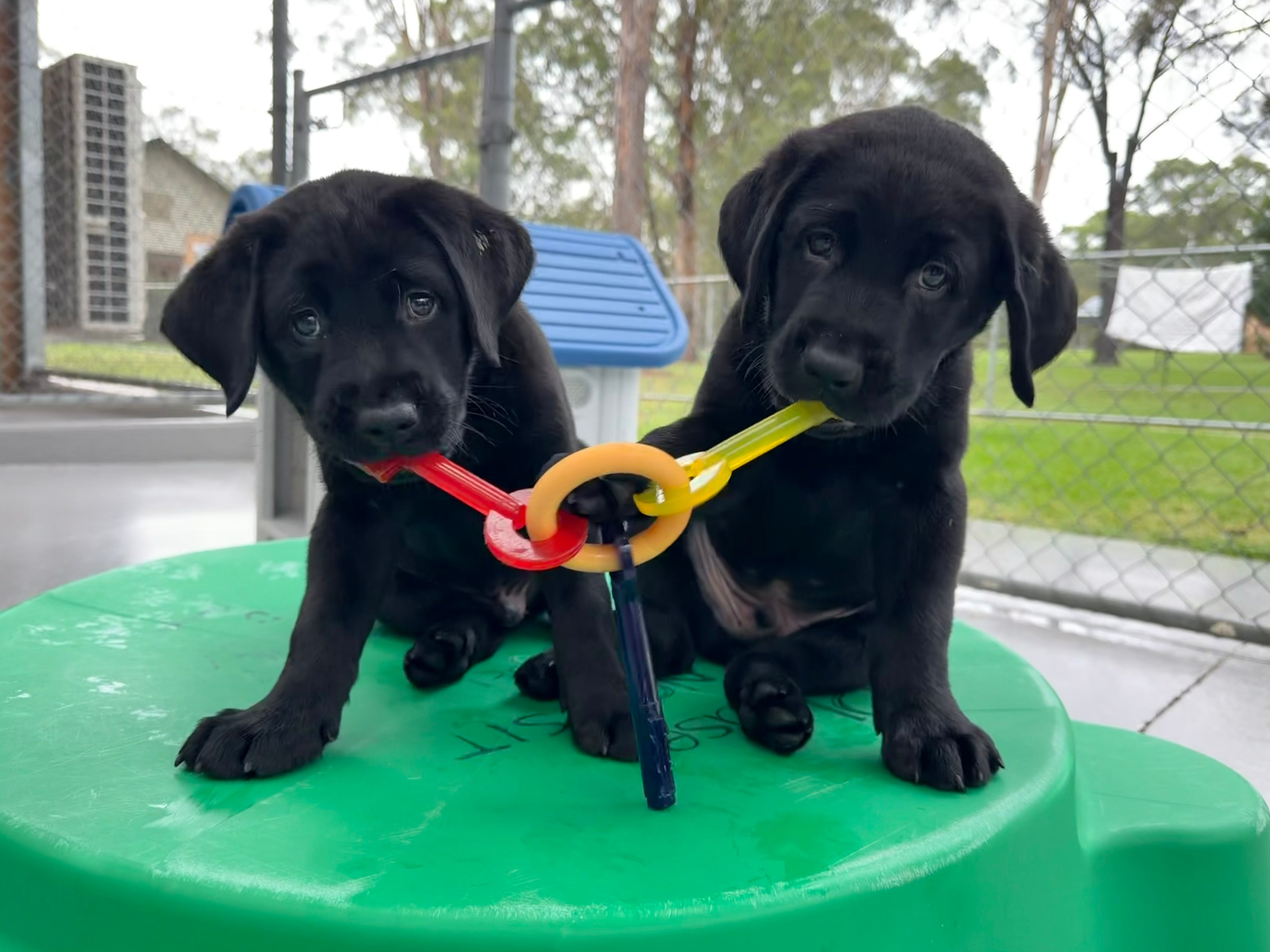 Two puppies playing with a toy.