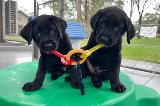 Two puppies playing with a toy.