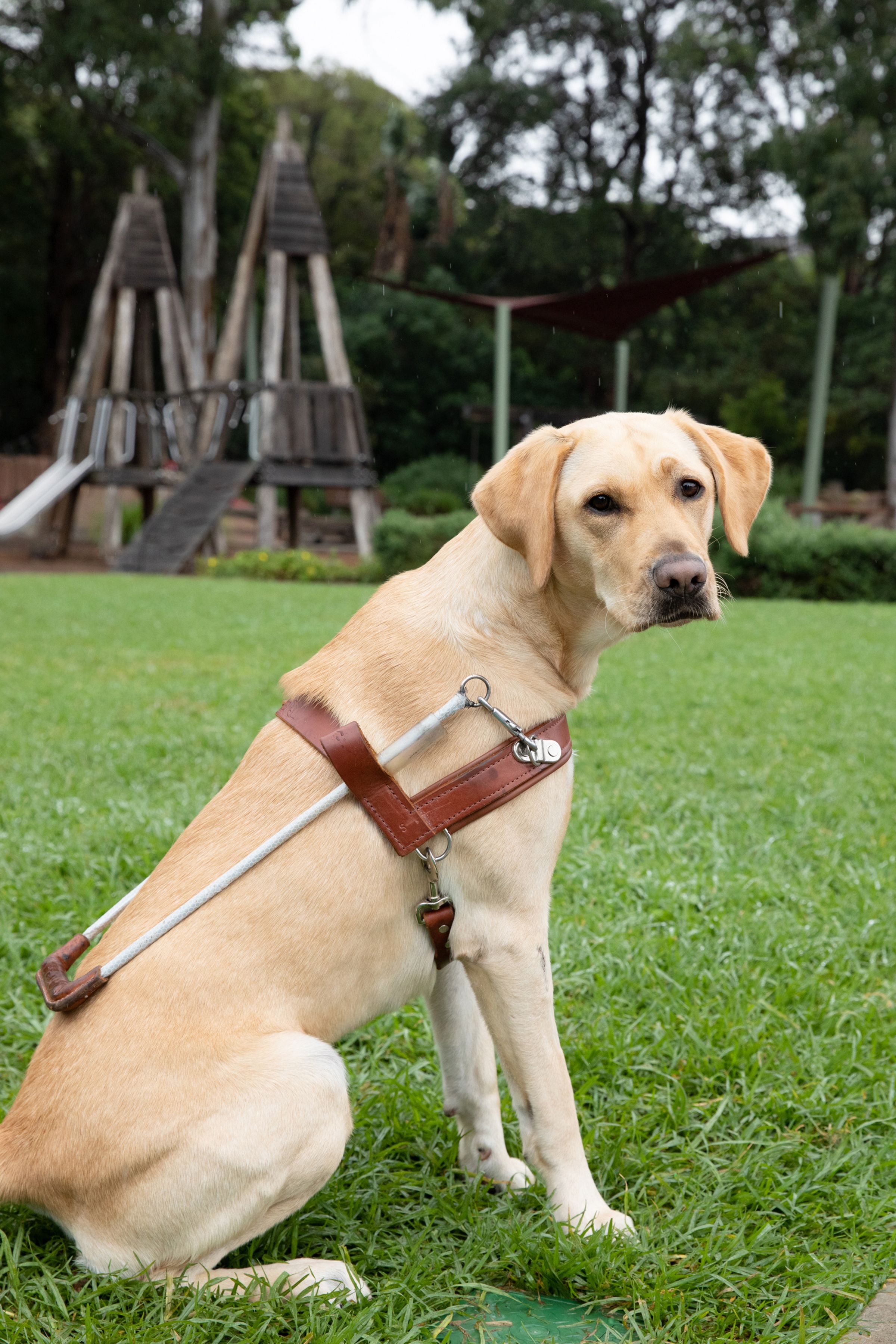 Yellow Labrador Guide Dog Lorraine. 