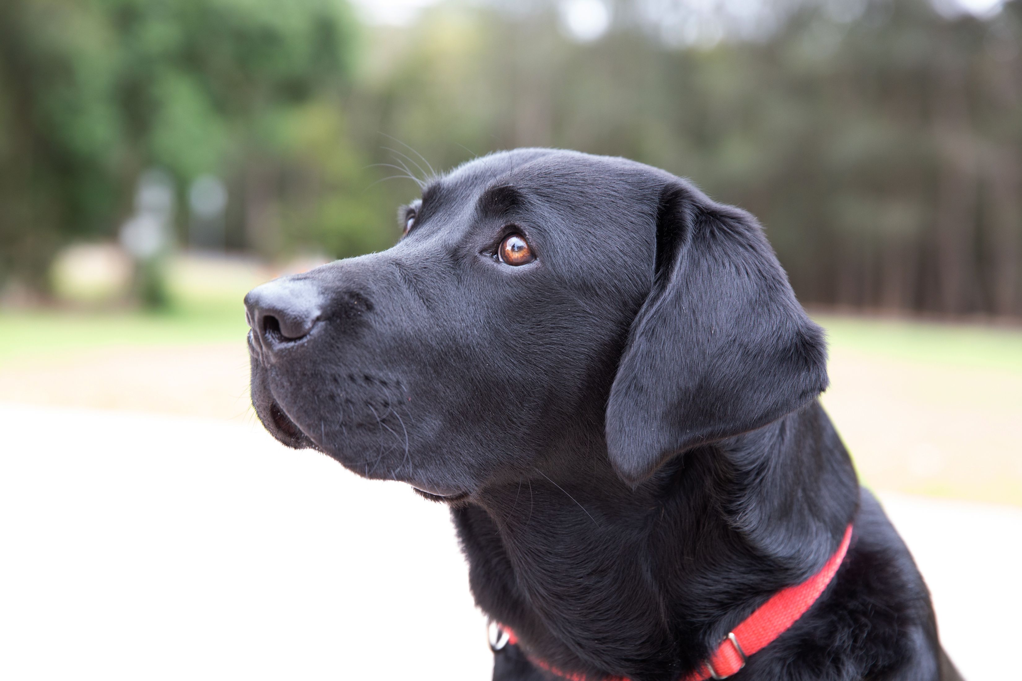 A black Labrador looking to the left of the camera.