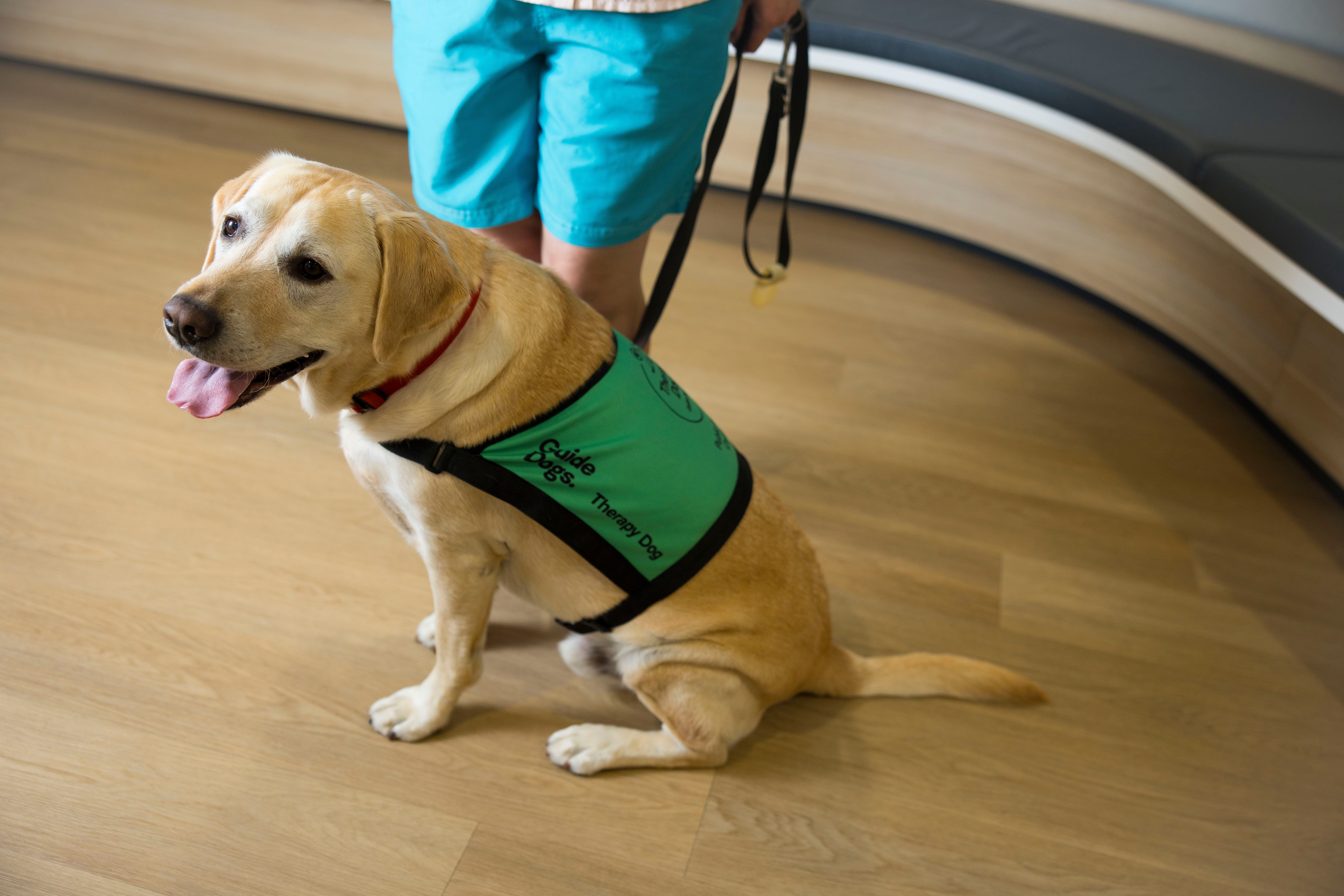 A Therapy Dog sitting in their coat.