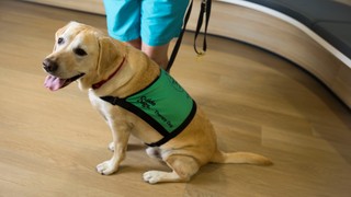 A Therapy Dog sitting in their coat.
