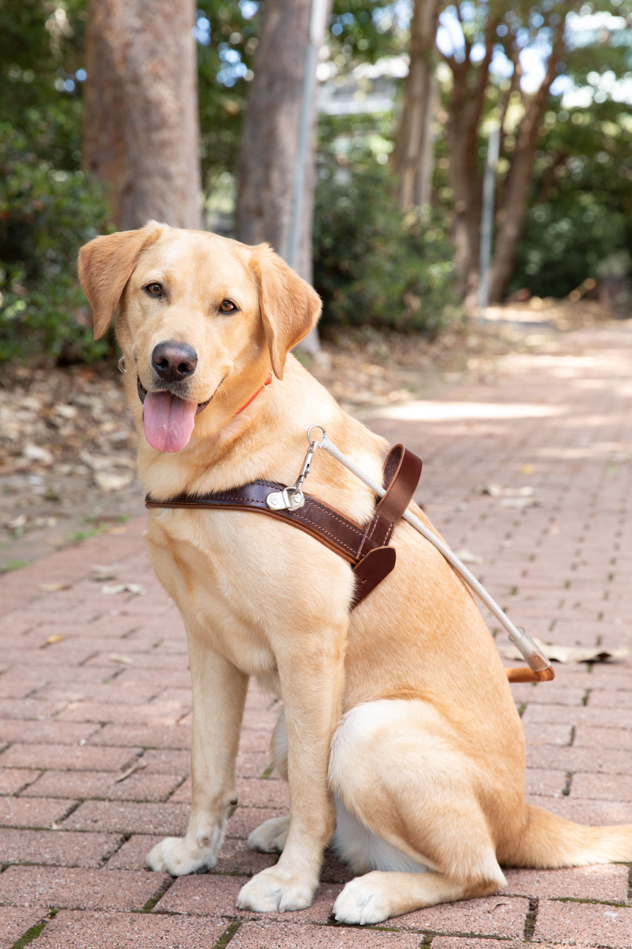 Yellow Labrador Tango sitting in harness.
