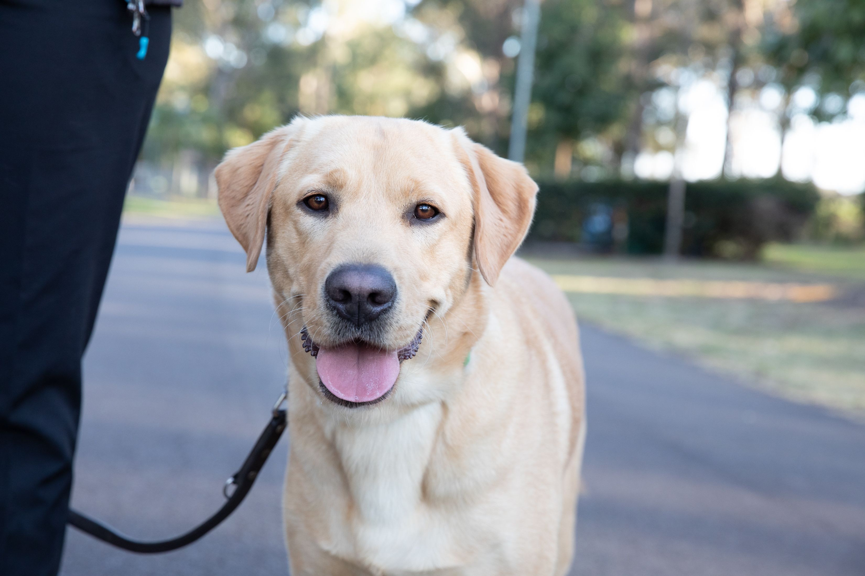 A yellow Labrador looking at the camera.