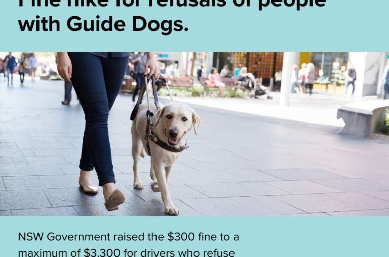 A Guide Dog walking on the footpath.