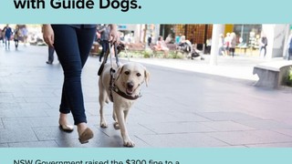 A Guide Dog walking on the footpath.