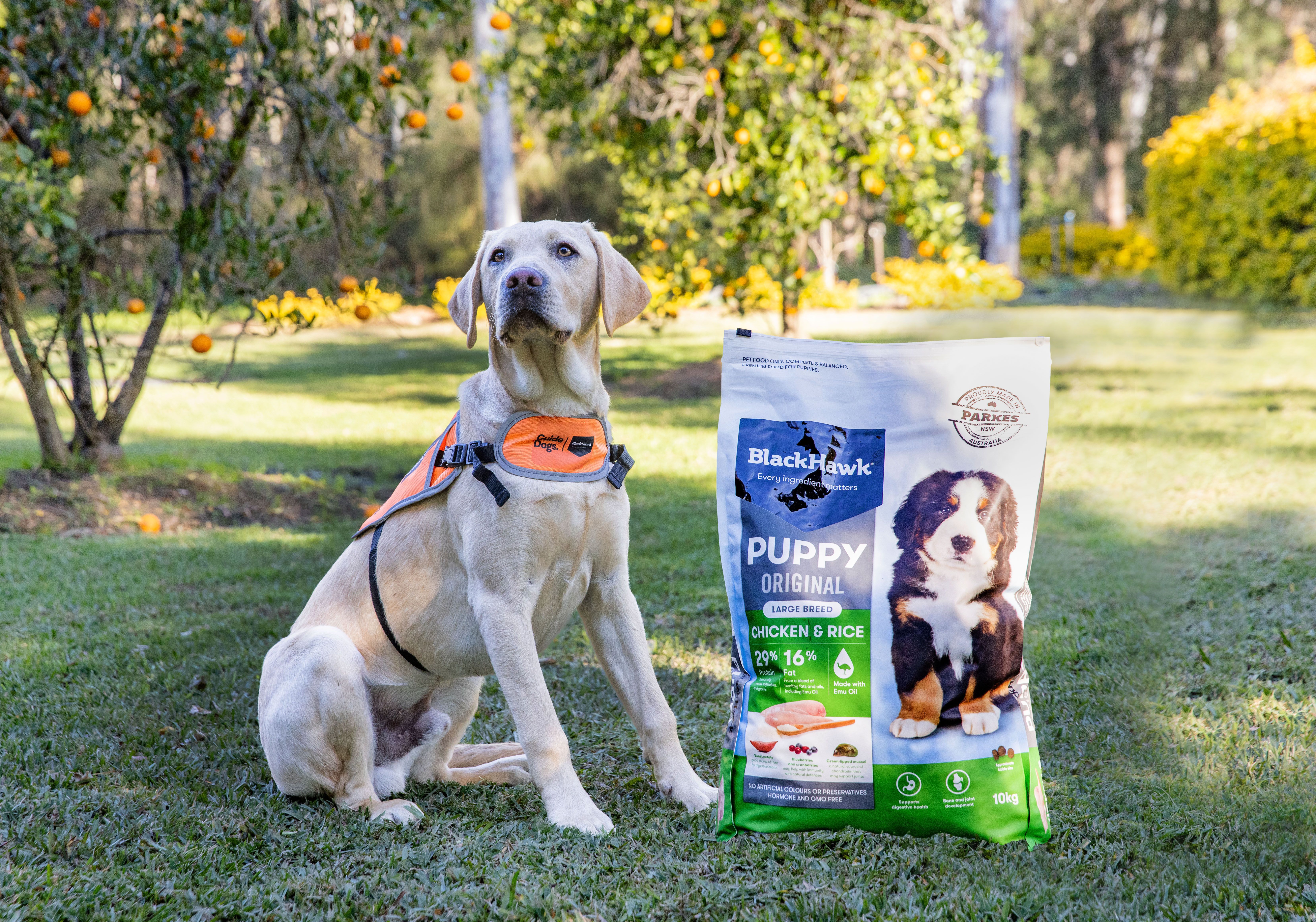 A yellow Labrador puppy next to a bag of blackhawk food.