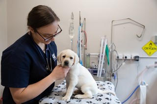 A vet with a yellow Labrador puppy.