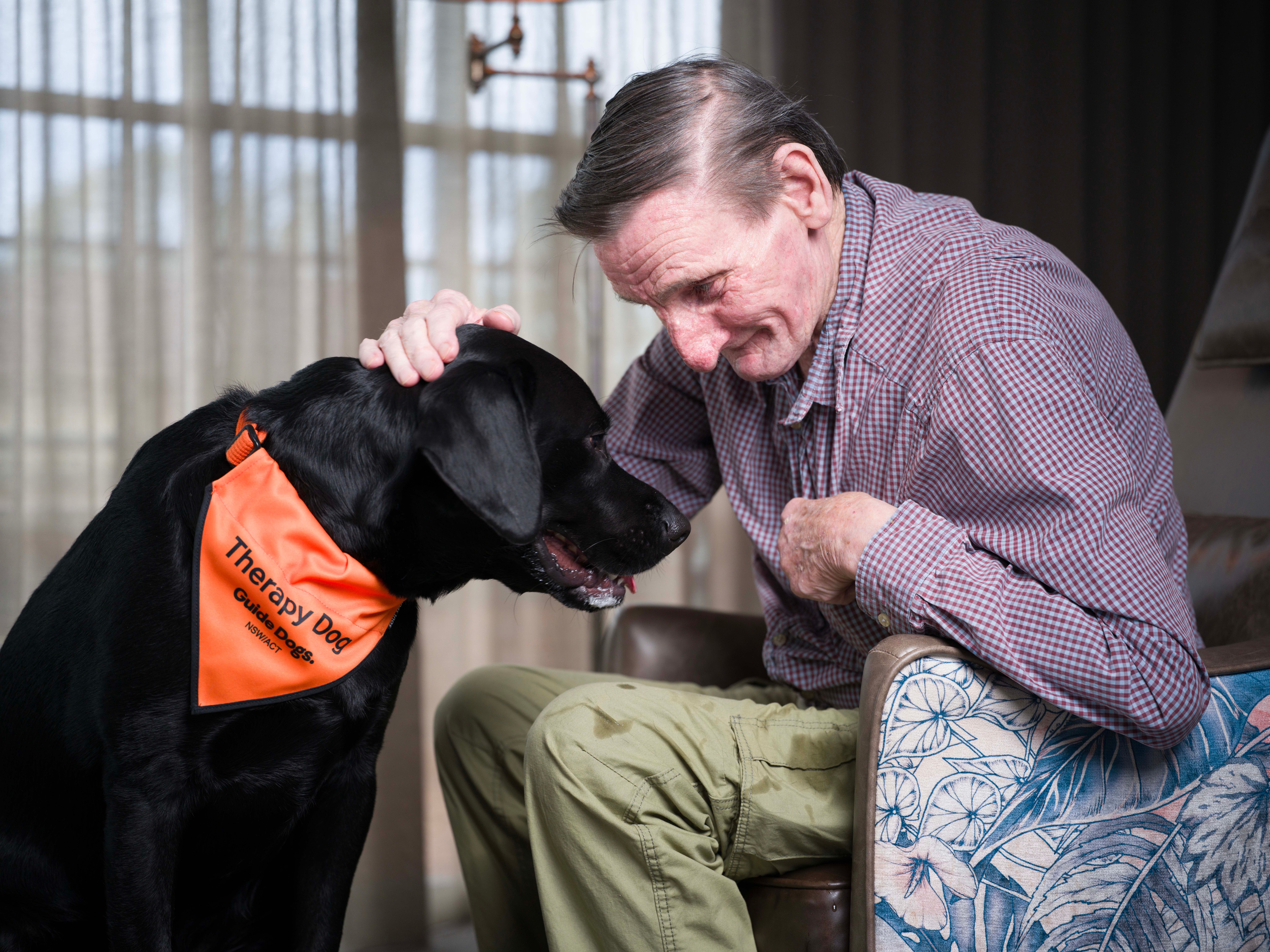 A black Labrador Therapy Dog being petted. 