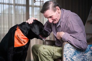A black Labrador Therapy Dog being petted.