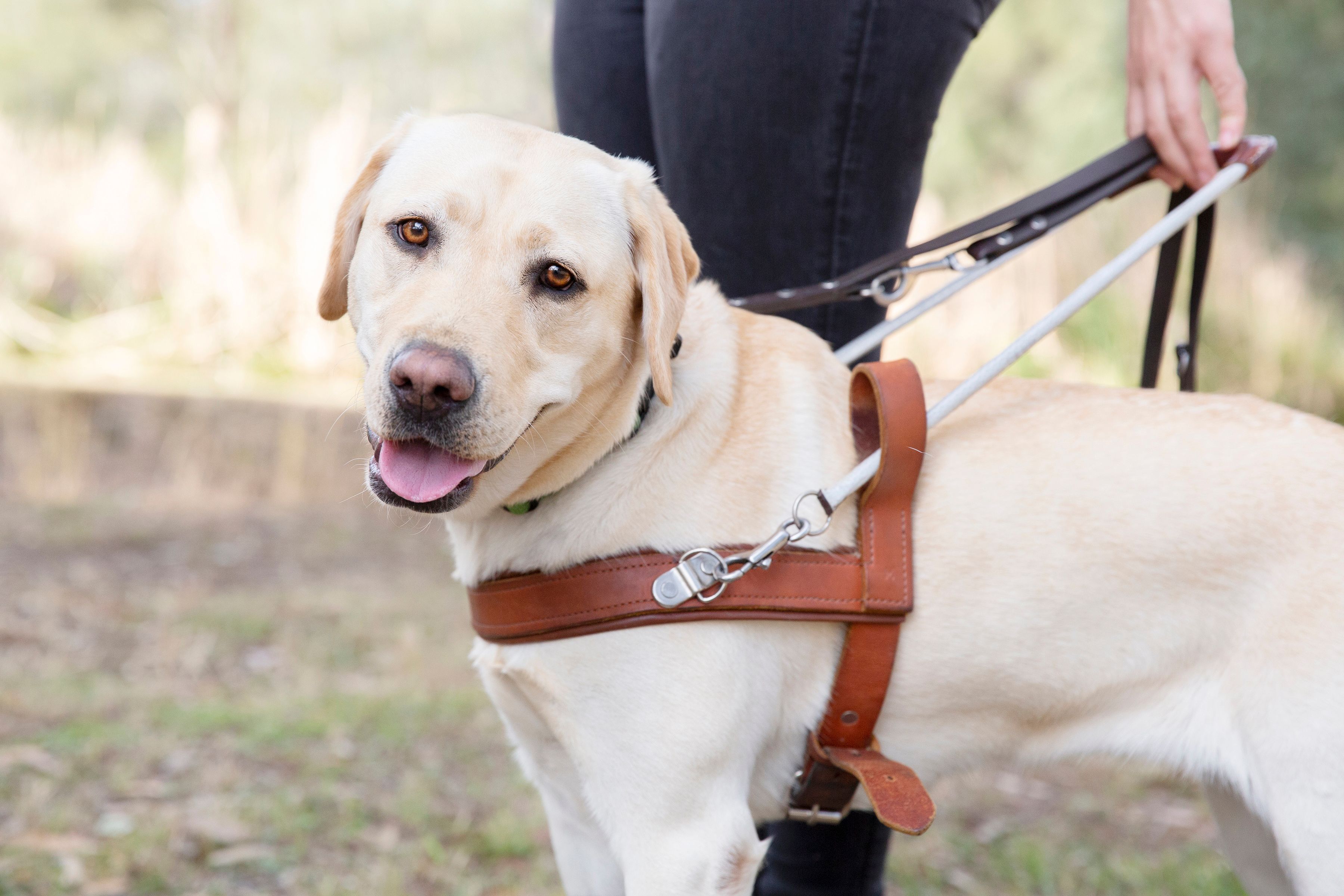 A yellow Guide Dog in harness.