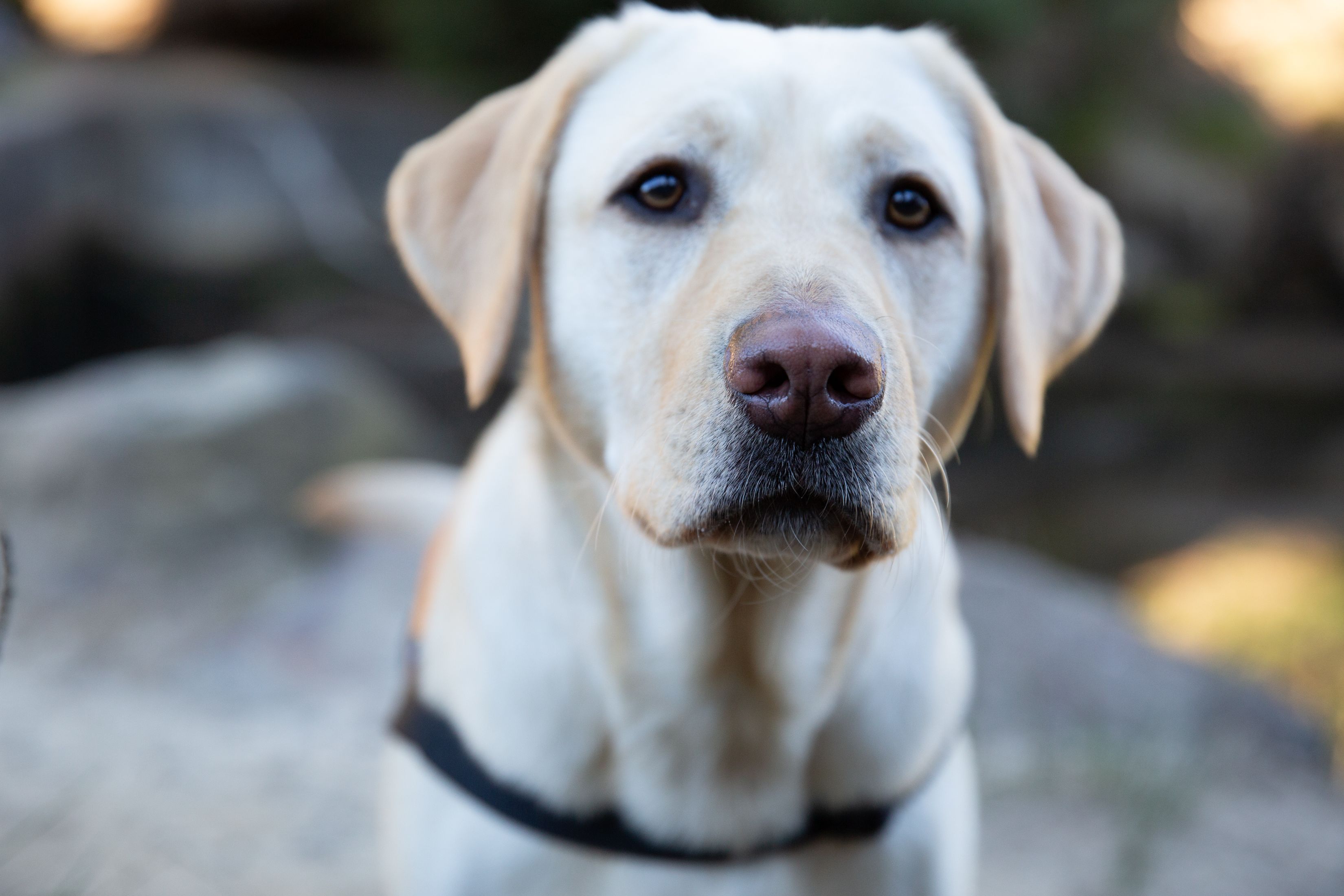 A yellow Labrador Therapy Dog standing in their coat.