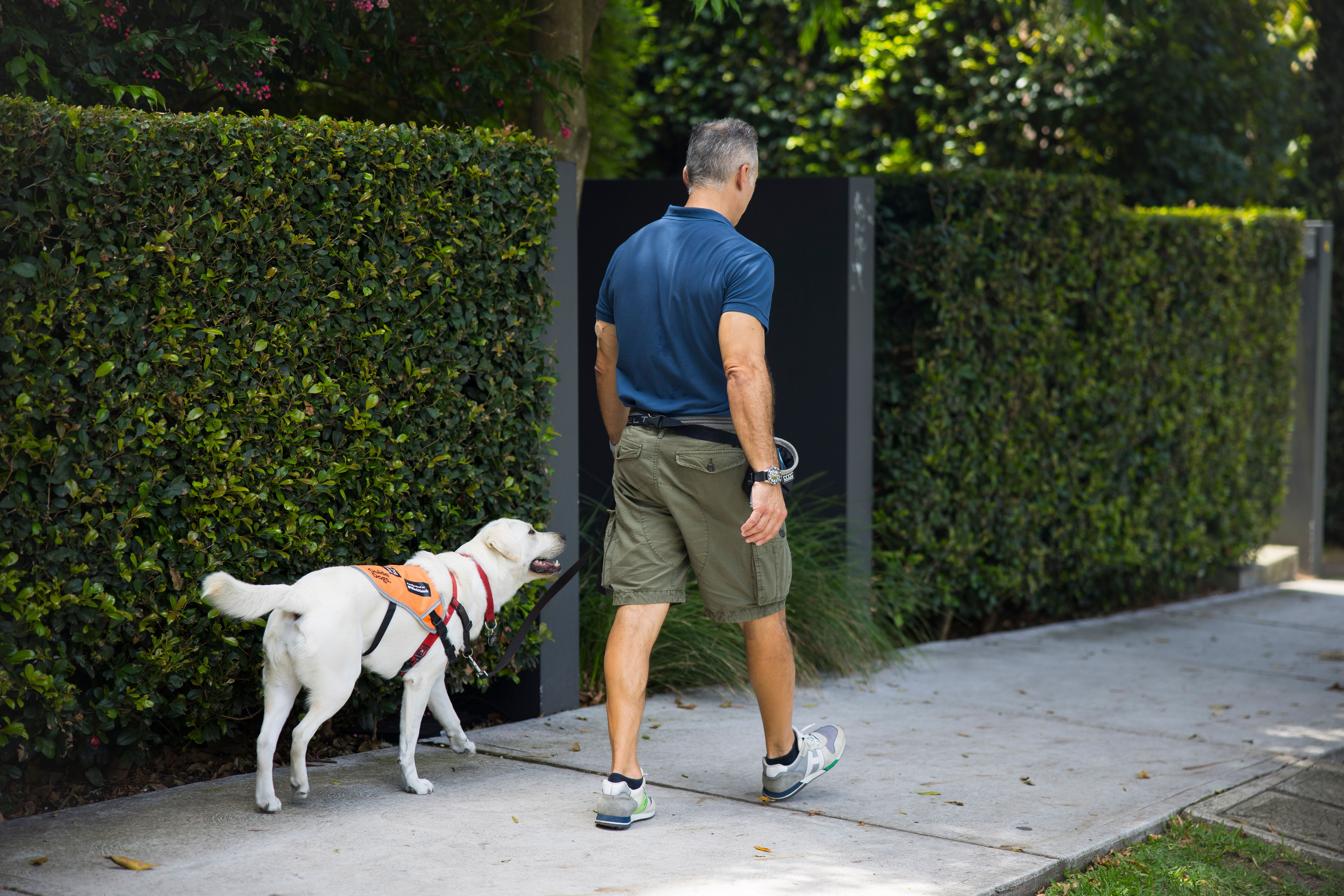 A Puppy Raiser walking with a yellow Labrador. 
