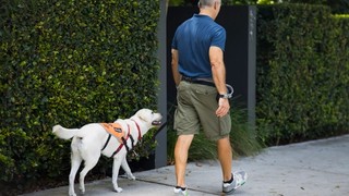 A Puppy Raiser walking with a yellow Labrador.