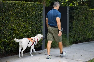 A Puppy Raiser walking with a yellow Labrador.