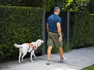 A Puppy Raiser walking with a yellow Labrador.