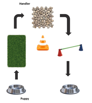 A diagram example of adding more obstacles for the pup to build skills.