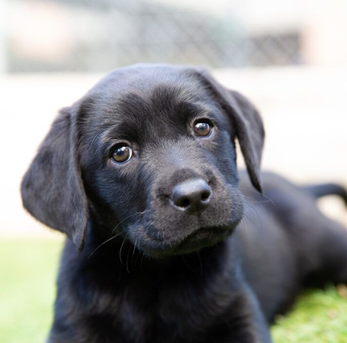 A black Labrador puppy looking at the camera.