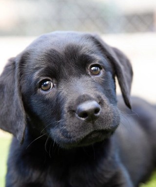 A black Labrador puppy looking at the camera.