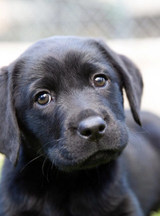 A black Labrador puppy looking at the camera.
