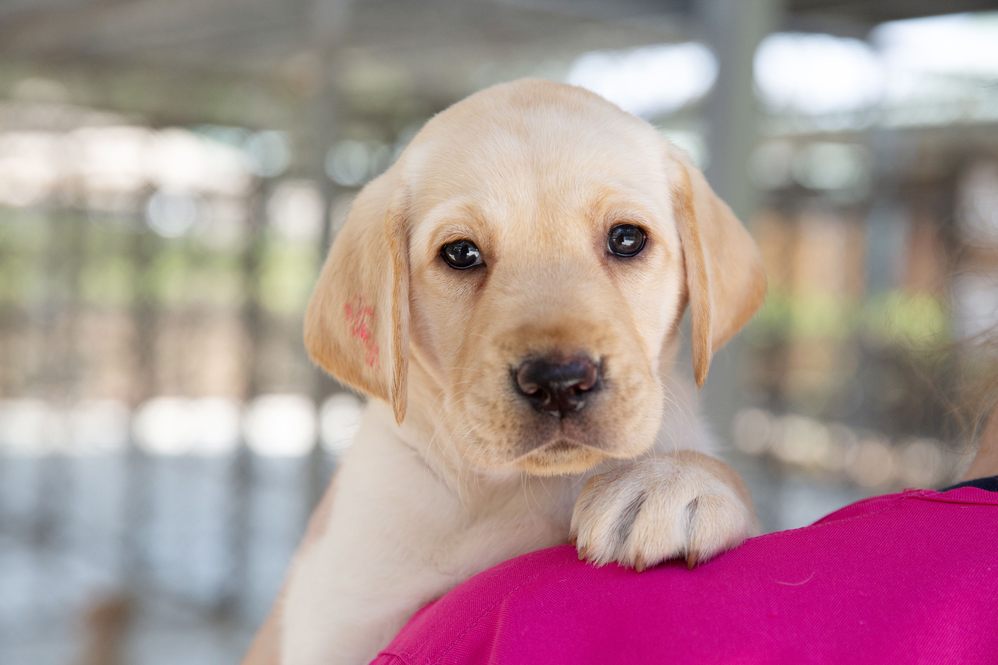Yellow Labrador puppy Zawadi.