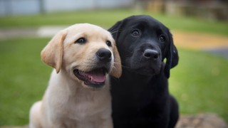A yellow Labrador puppy and a black Labrador puppy sitting next to each other and looking at the camera.