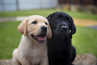 A black Labrador and a yellow Labrador puppy sitting together.