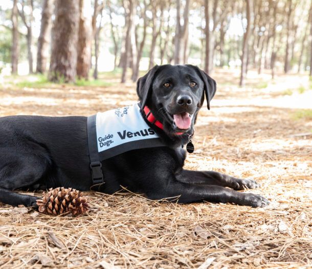 Black Labrador Ambassador Dog Venus, looking at the camera.