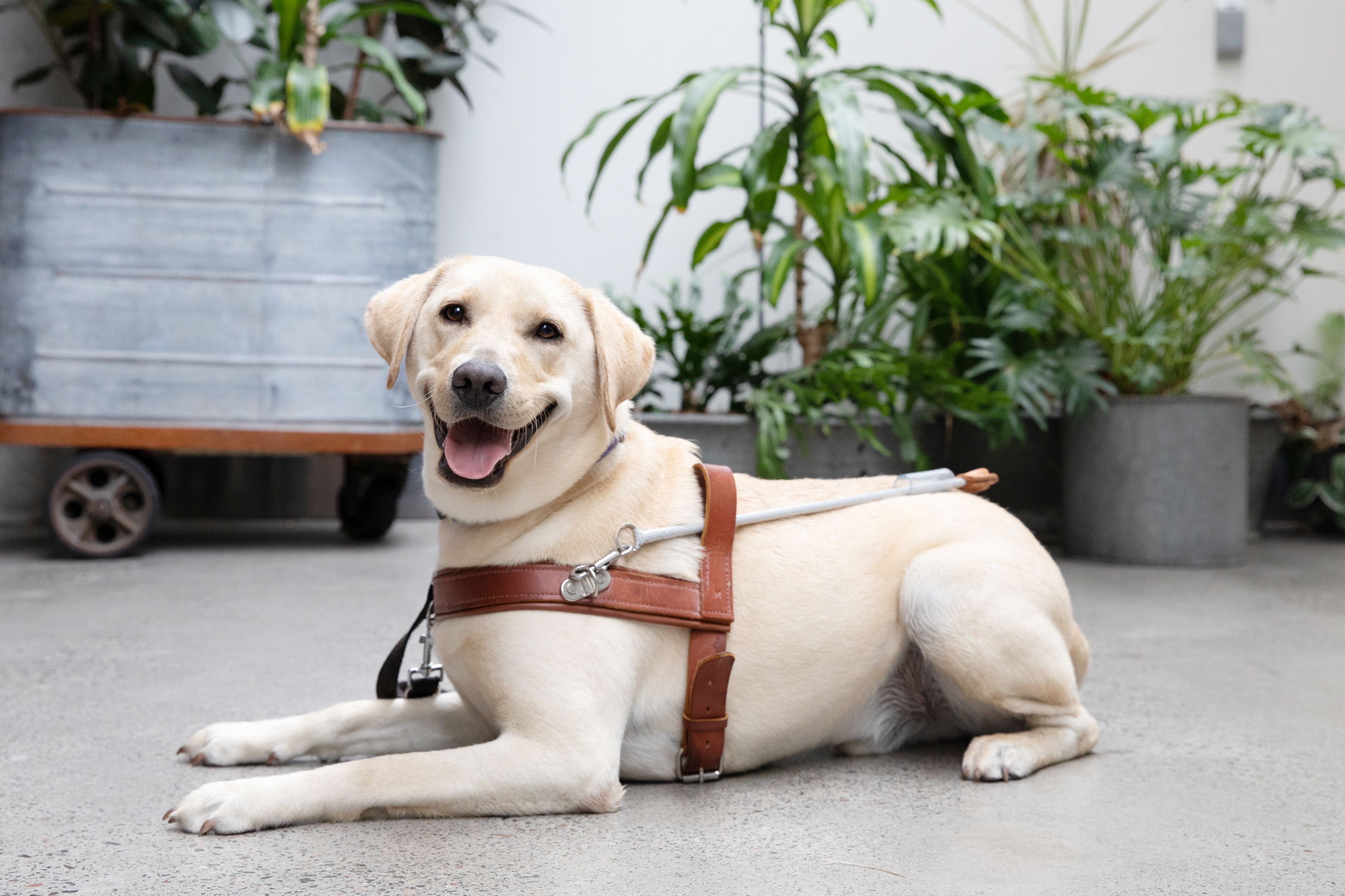 A yellow Labrador Guide Dog laying down. 